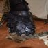 Cat Battle Armor (Armadura de batalha para gato)