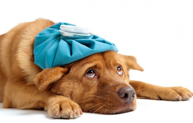 Auxilia no combate a gripe e outras doenças respiratórias