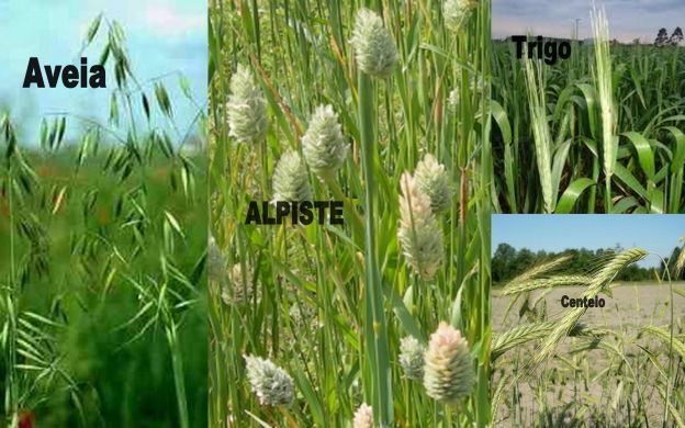 Aveia, Centeio, Trigo e Alpiste