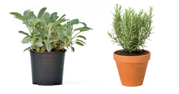 <strong>4 E 5. SÁLVIA E ALECRIM</strong>