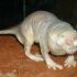 Rato-toupeira-pelado: ele é incapaz de sentir qualquer dor