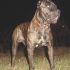 Bandog