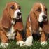 8ª - Basset Hound: