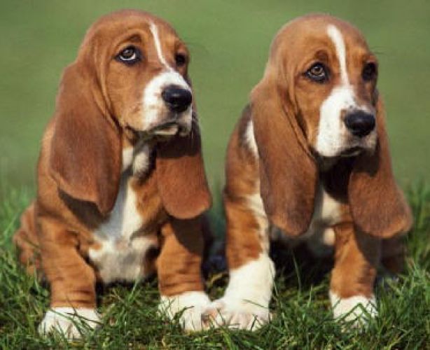 8ª - Basset Hound: