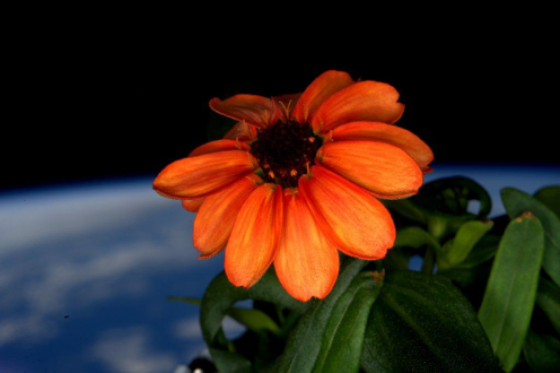 Flor espacial