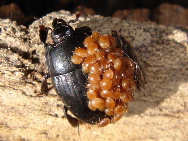 Besouro Carniceiro e Ácaros