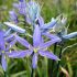 Camassia quamash