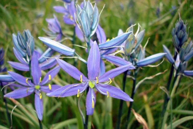 Camassia quamash