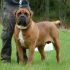 Boerboel