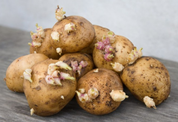 TEMOS QUE JOGAR ESSAS BATATAS NO LIXO ?