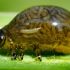 criocerinae: suas larvas cobrem o próprio corpo de fezes para sobreviver
