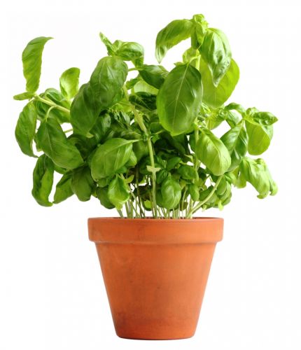 <strong>3. MANJERICÃO</strong>