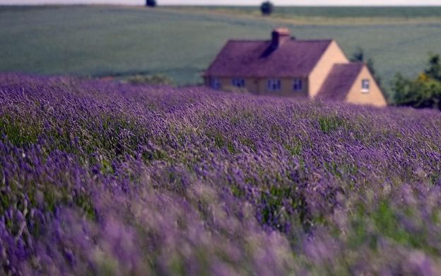 04. Campos de Lavanda