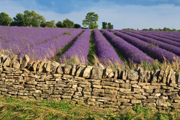 02. Campos de Lavanda
