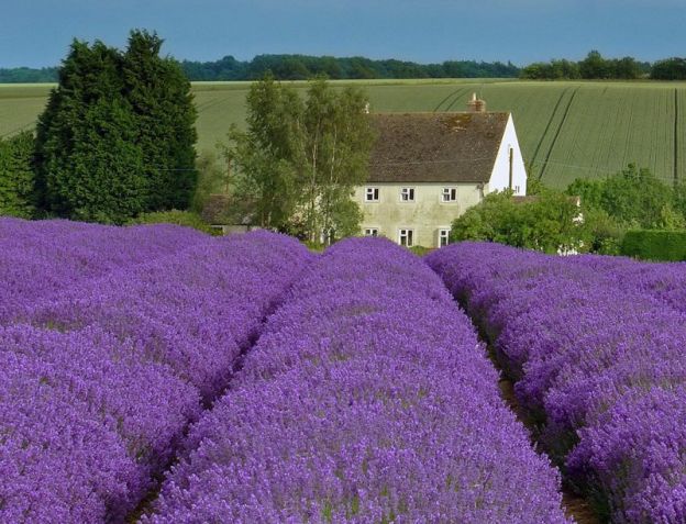 03. Campos de Lavanda