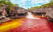 CAÑO CRISTALES, o impressionante rio de 05 cores