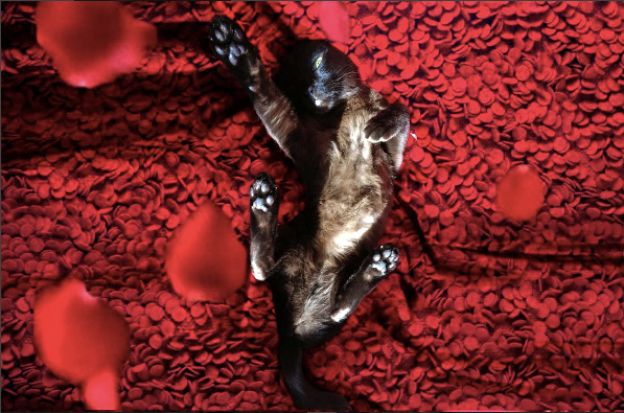 1. Gatos no Cinema: qual é o filme?