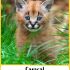 Caracal