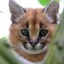 4. Filhote de Caracal