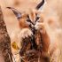 8. Filhote de Caracal