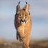 3. Filhote de Caracal