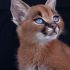 1. Filhote de Caracal