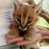 5. Filhote de Caracal