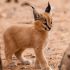 7. Filhote de Caracal