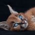 9. Filhote de Caracal