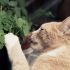 Catnip