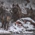 A carcaça de um bisonte que se afogou no rio Yellowstone tornou-se uma festa para este lobo e sua prole de dois anos de idade.