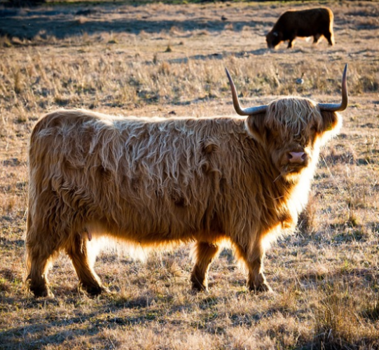 boi: 1997, 1985, 1973, 1961