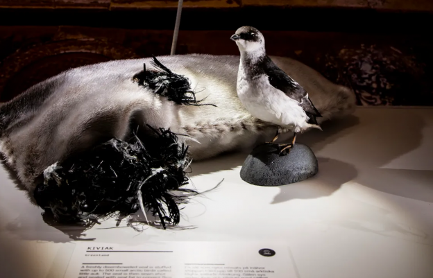 Kiviak - Groenlândia