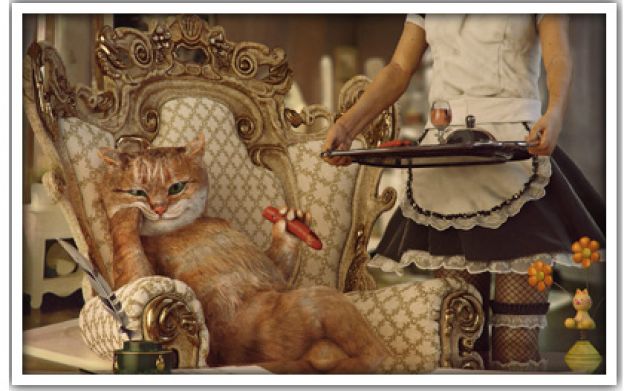 Deixá-lo em um hotel para gatos