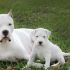 Dogo Argentino