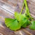GINKO BILOBA