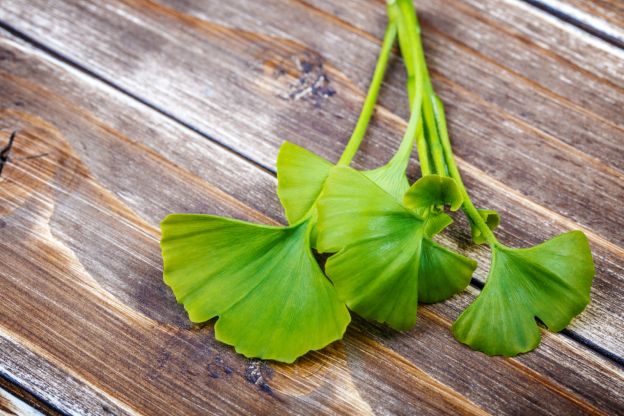 GINKO BILOBA