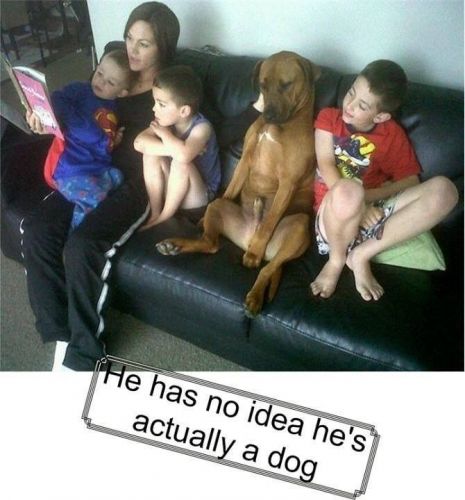 Sou tão parte da família, que eles me deixam ficar sem cuecas. Odeio cuecas...