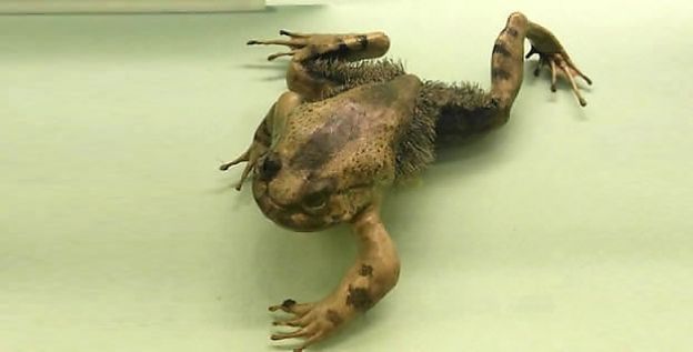 Sapo wolverine: suas afiadas garras emergem de suas mãos quando ameaçado