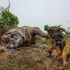 Com a ajuda de um cão bloodhound, este ranger tenta rastrear os caçadores que arrancaram a cabeça deste elefante e a levaram para extrair suas valiosas presas de marfim