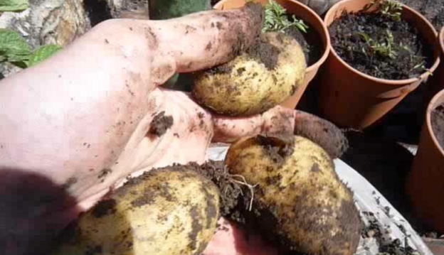 os  brotos servem PARA ALGO?