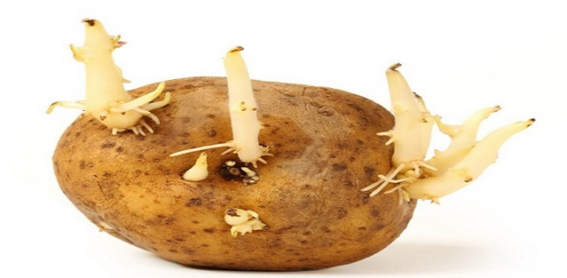 o que são os brotos