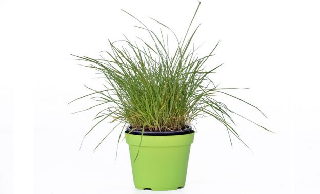 <strong>8.  ERVA DE GATO</strong>