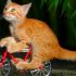 Gato ciclista
