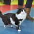Gato ganha próteses de titânio na Bulgária