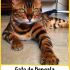 Gato de Bengala