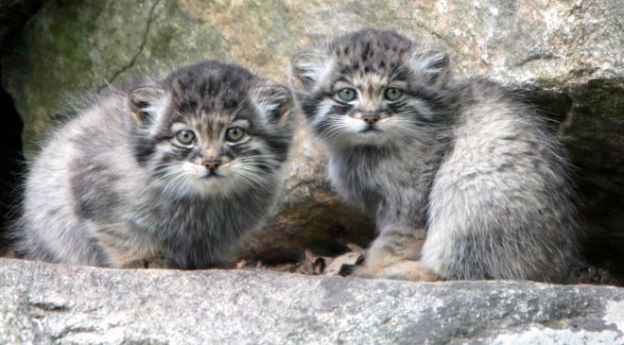 Gato-de-Pallas ou Manul