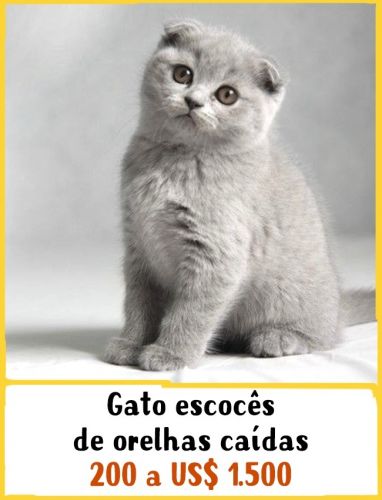 Gato escocês de orelhas caídas