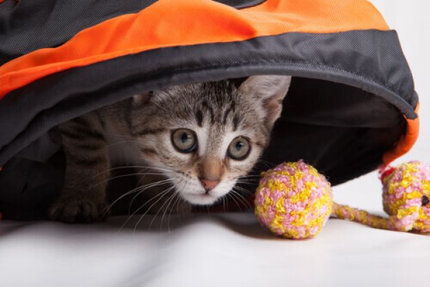 11. Espécie invasora