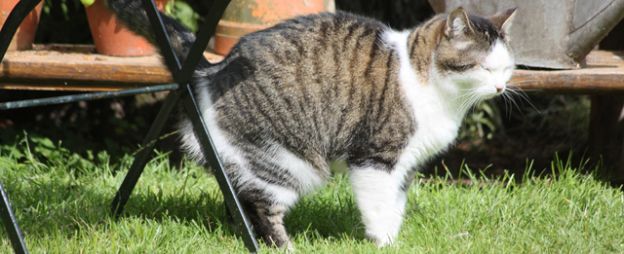 Comportamento de Gatos e Cães